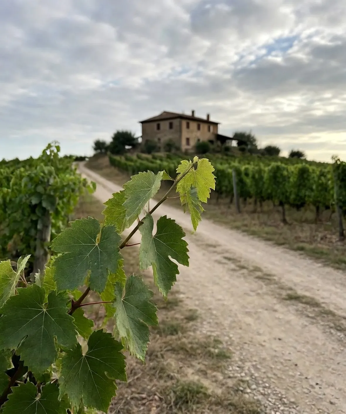 I vigneti sui Colli Piacentini
