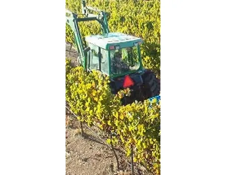Vendemmia automatica