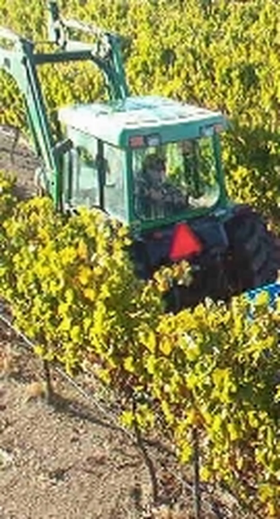 Vendemmia automatica