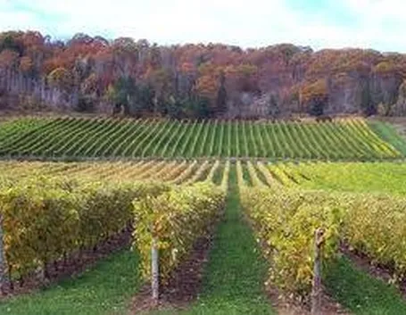 vigneti