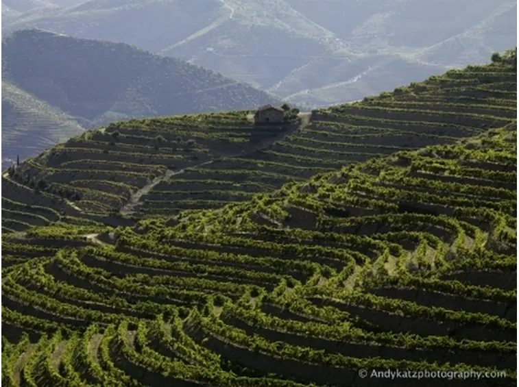 Vigneti su terrazzamenti