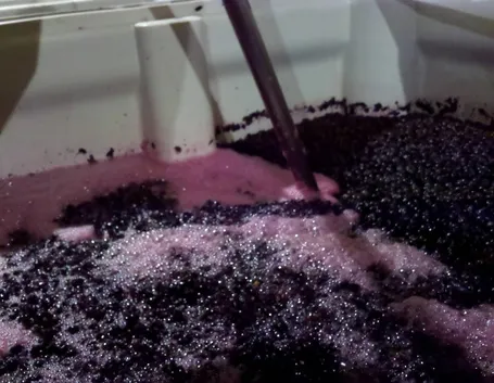 Il mosto in fermentazione