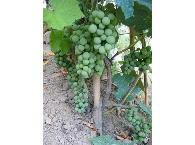 Uva fragola bianca in giardino