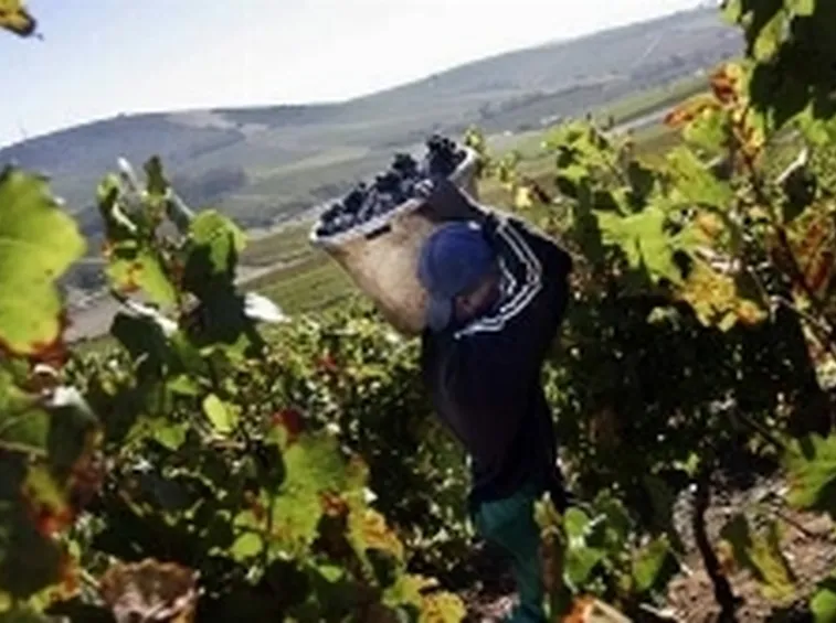 la vendemmia
