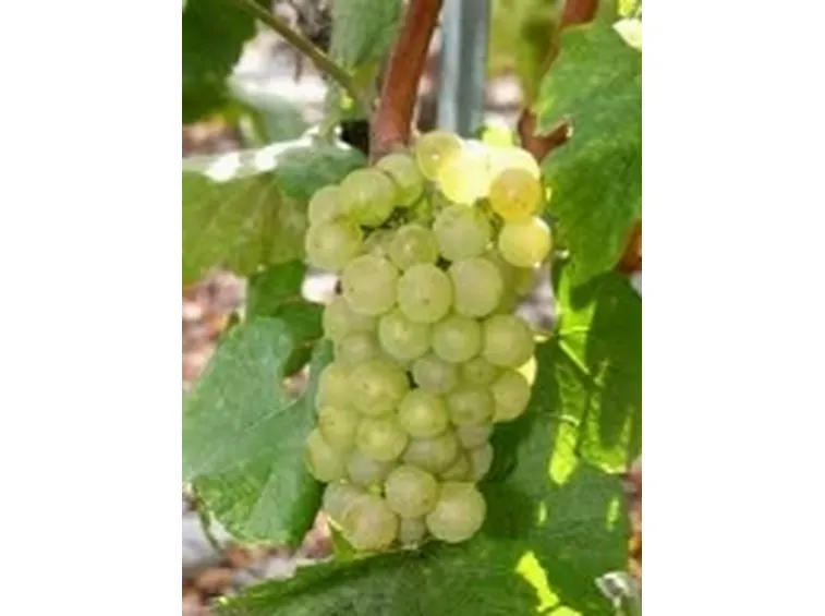 uva bianca