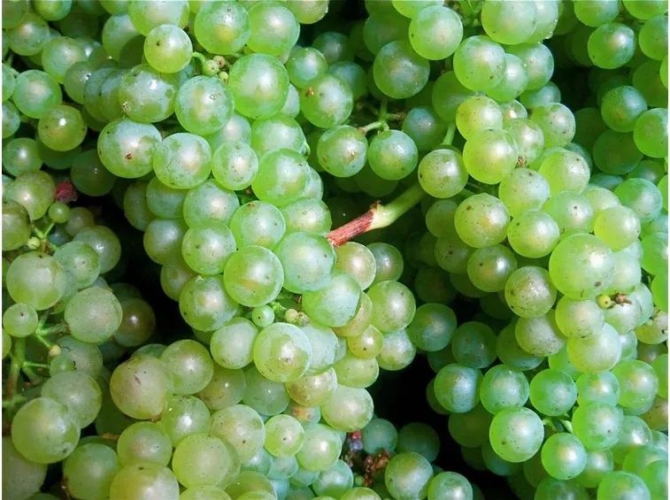 Grappoli di Chardonnay grand cru