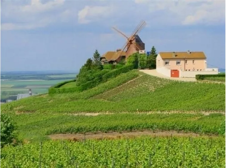 I vigneti grand cru di Vernezay