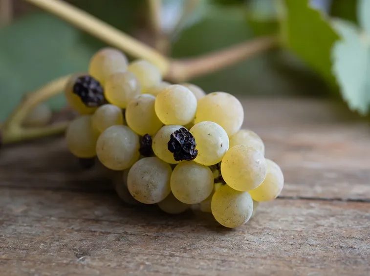 Requisiti tecnici per il vino dealcolato