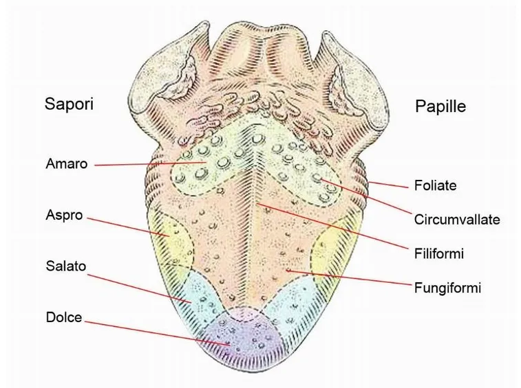 la lingua