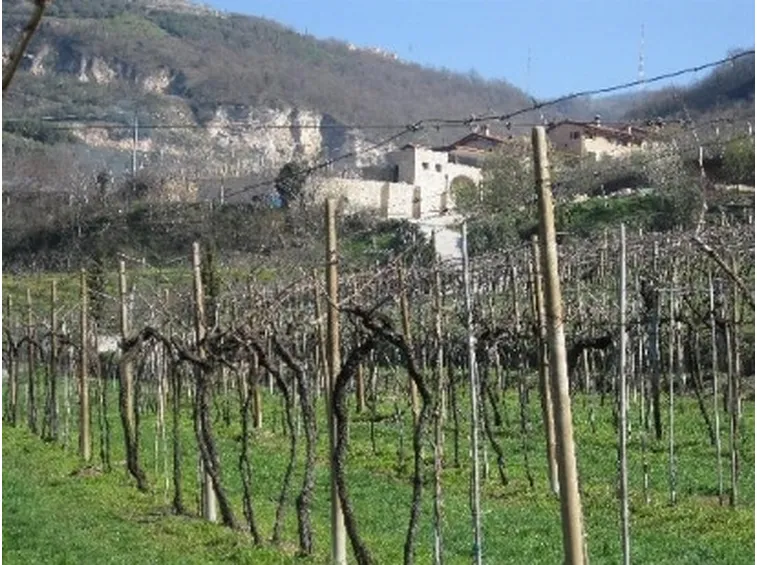 filari