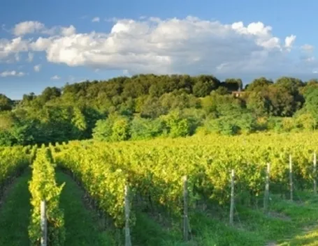 I vigneti di Ca Del Bosco