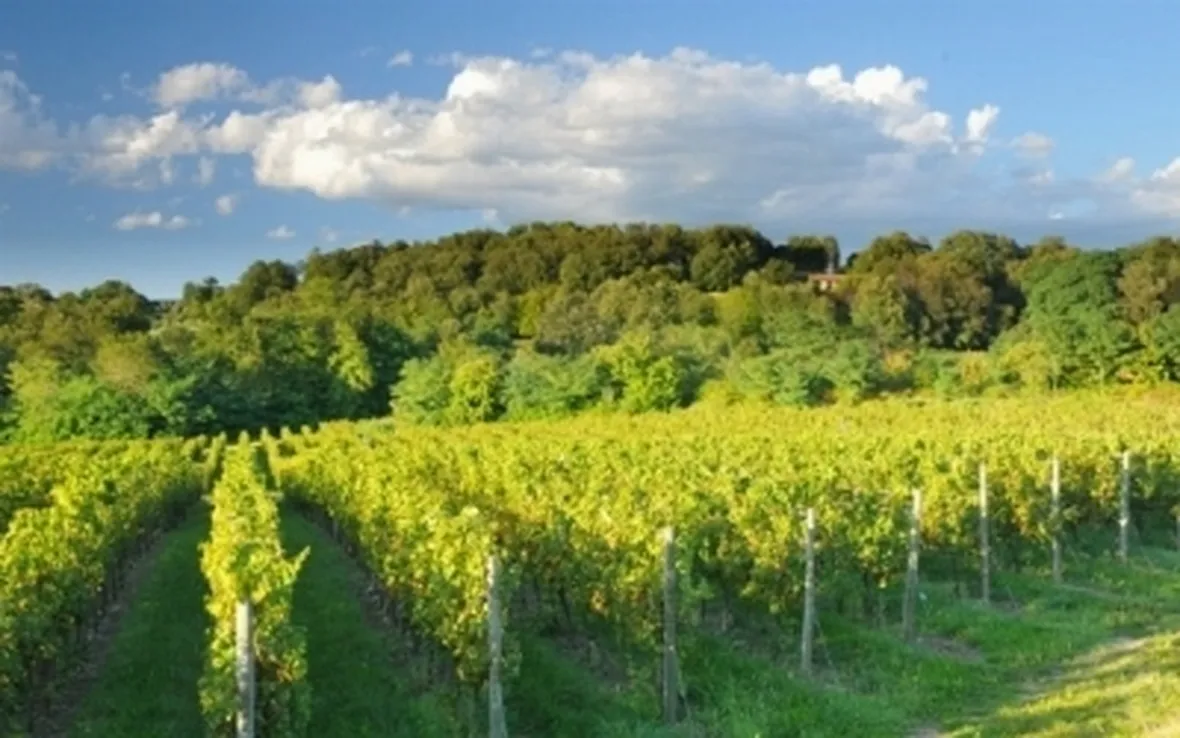 I vigneti di Ca Del Bosco
