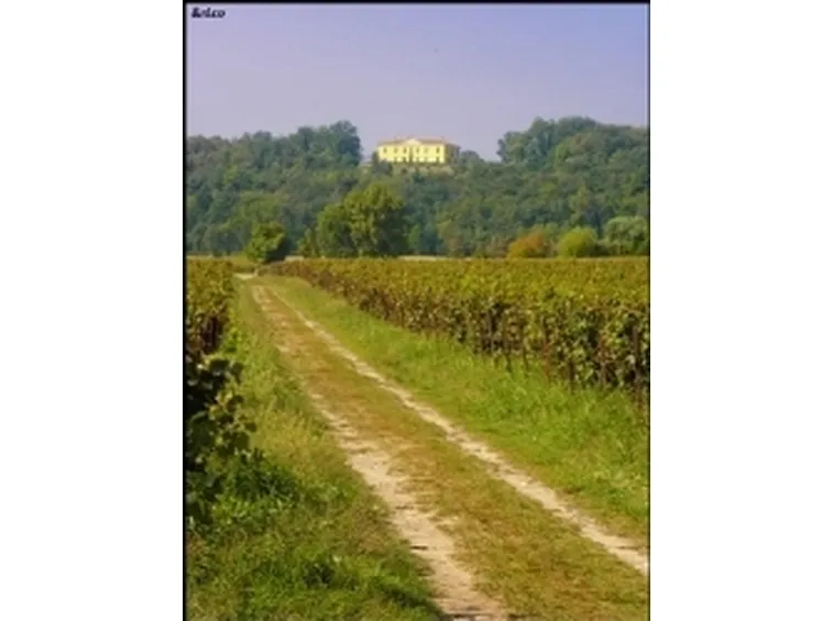 Vigneti in Franciacorta