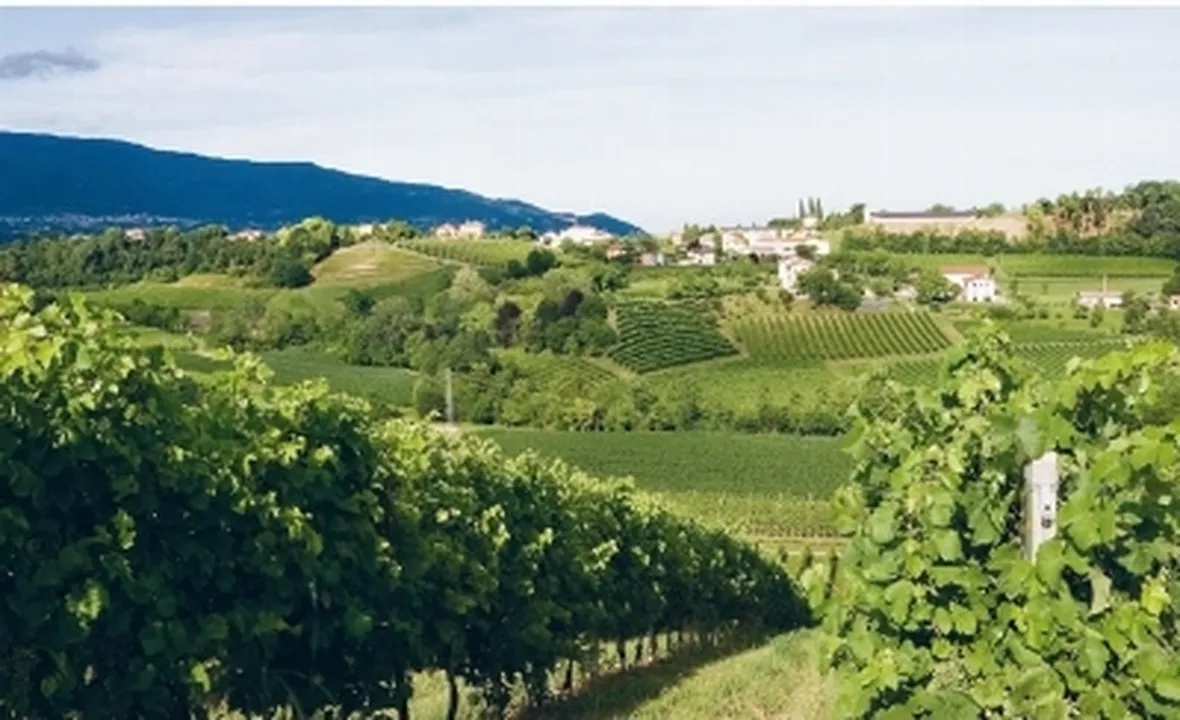 I vigneti di Conegliano 