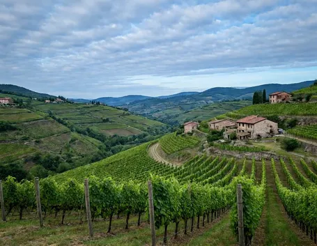 Le terre in cui vengono coltivati i vitigni del prosecco