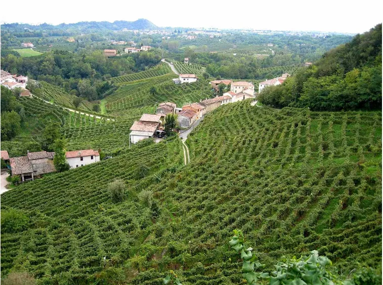 Vigneti di Prosecco
