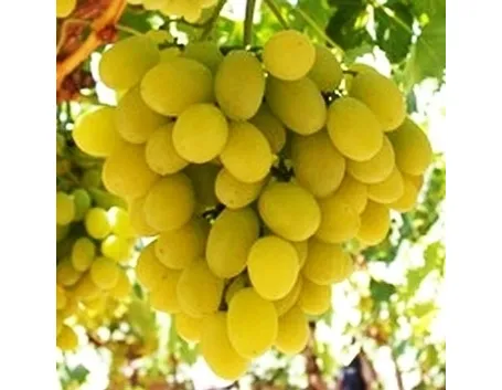 Uva da tavola victoria