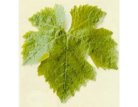 Foglia uva