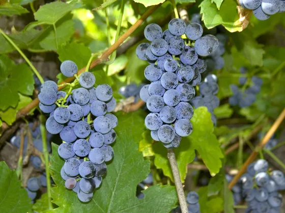 uva fragola