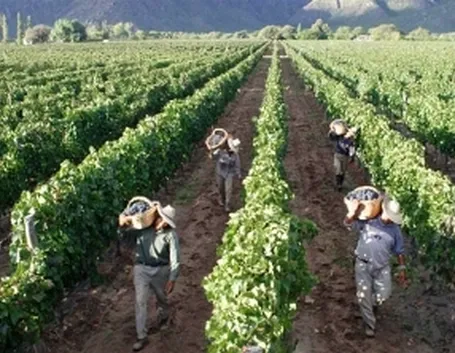 Vendemmia 