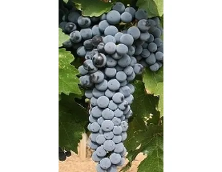 L'aromatico cabernet sauvignon