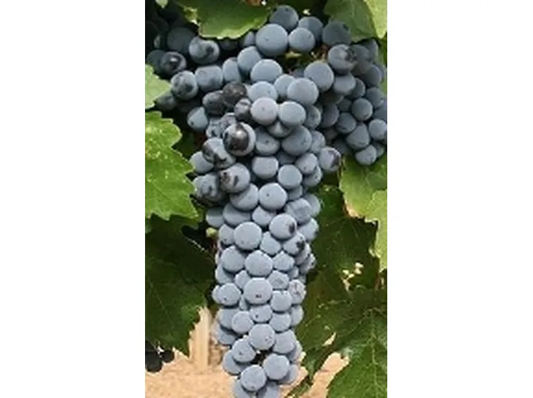 L'aromatico cabernet sauvignon