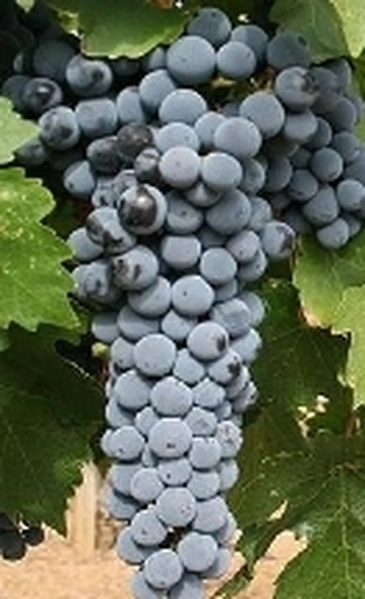 L'aromatico cabernet sauvignon