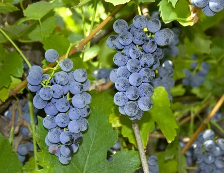 Uva fragola 