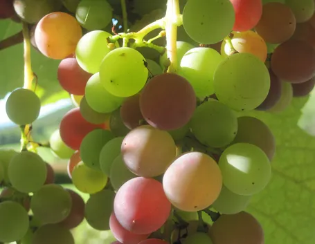 uva fragola