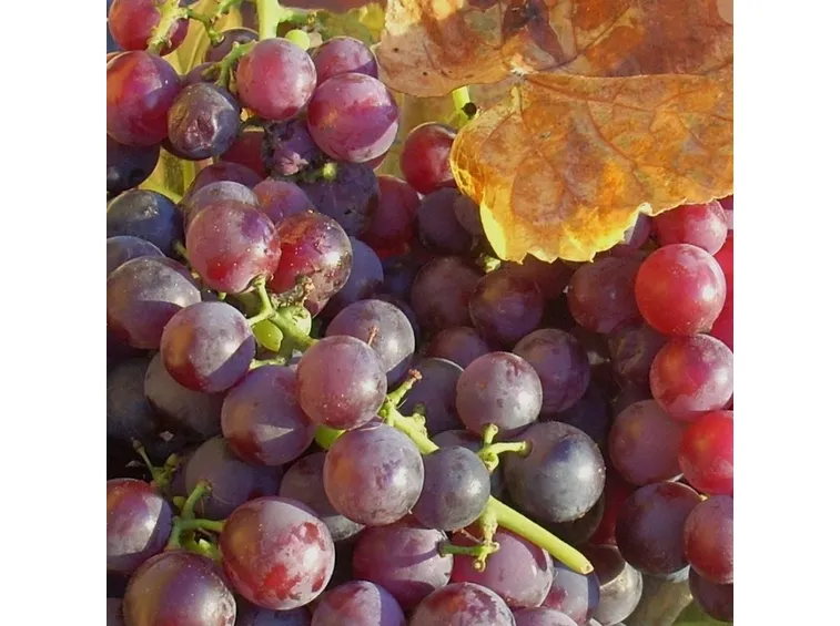 grappolo uva fragola
