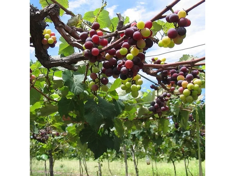uva fragola rossa