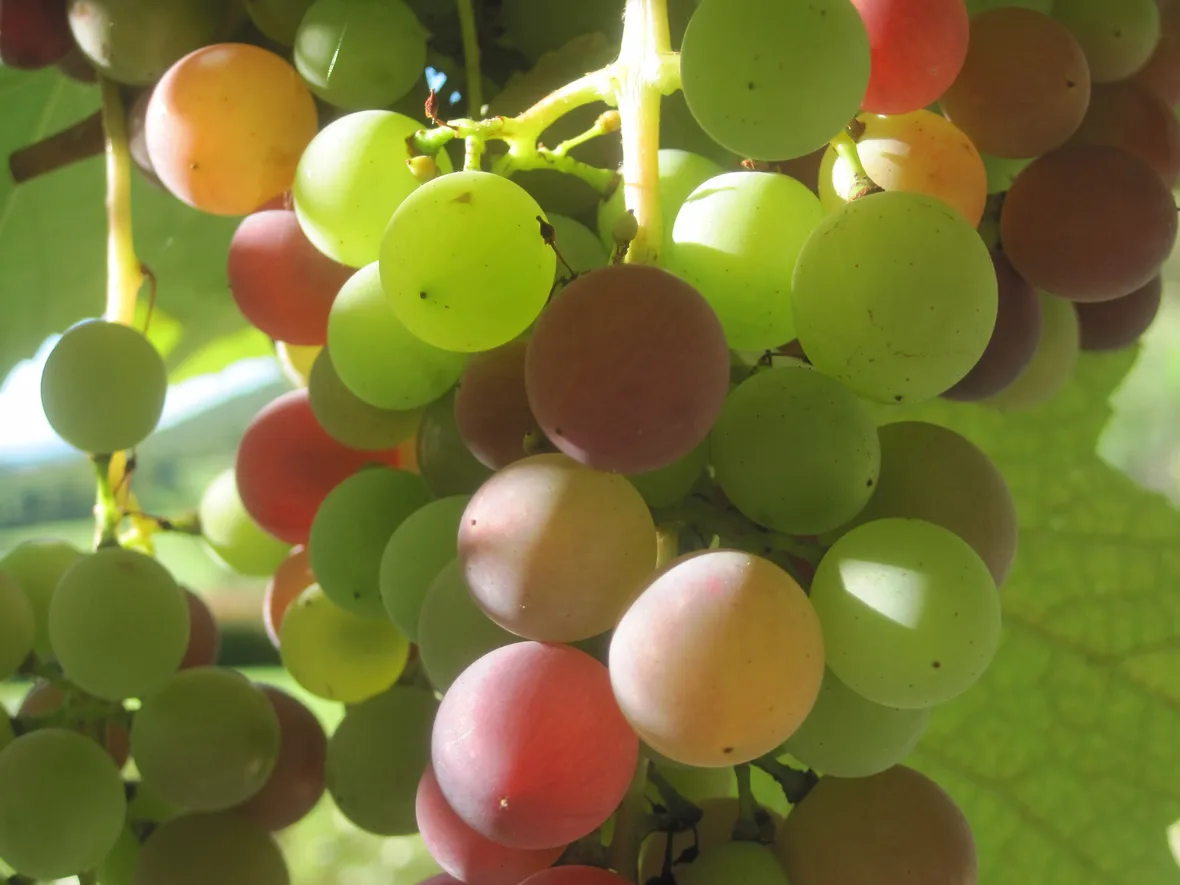 uva fragola