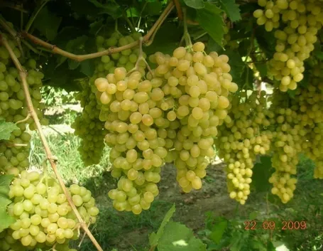 Uva sultanina proprieta