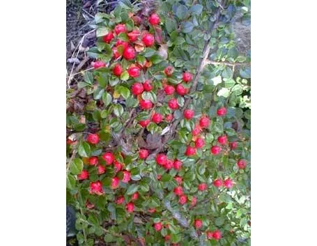 uva ursina