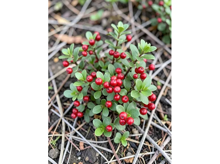 uva ursina
