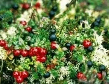 Uva ursina