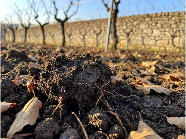 Concimazione autunnale: reintegrare ciò che l'uva ha portato via