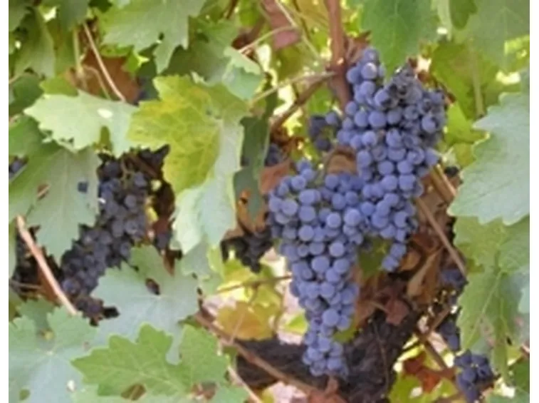 Il Sangiovese