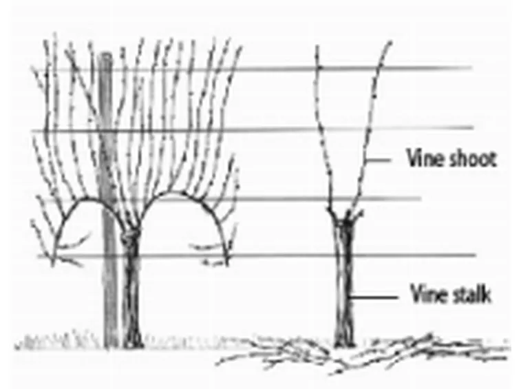 Lo schema del Guyot