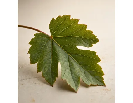 Foglia uva