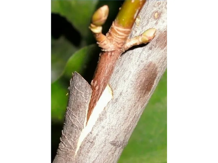 Innesto uva
