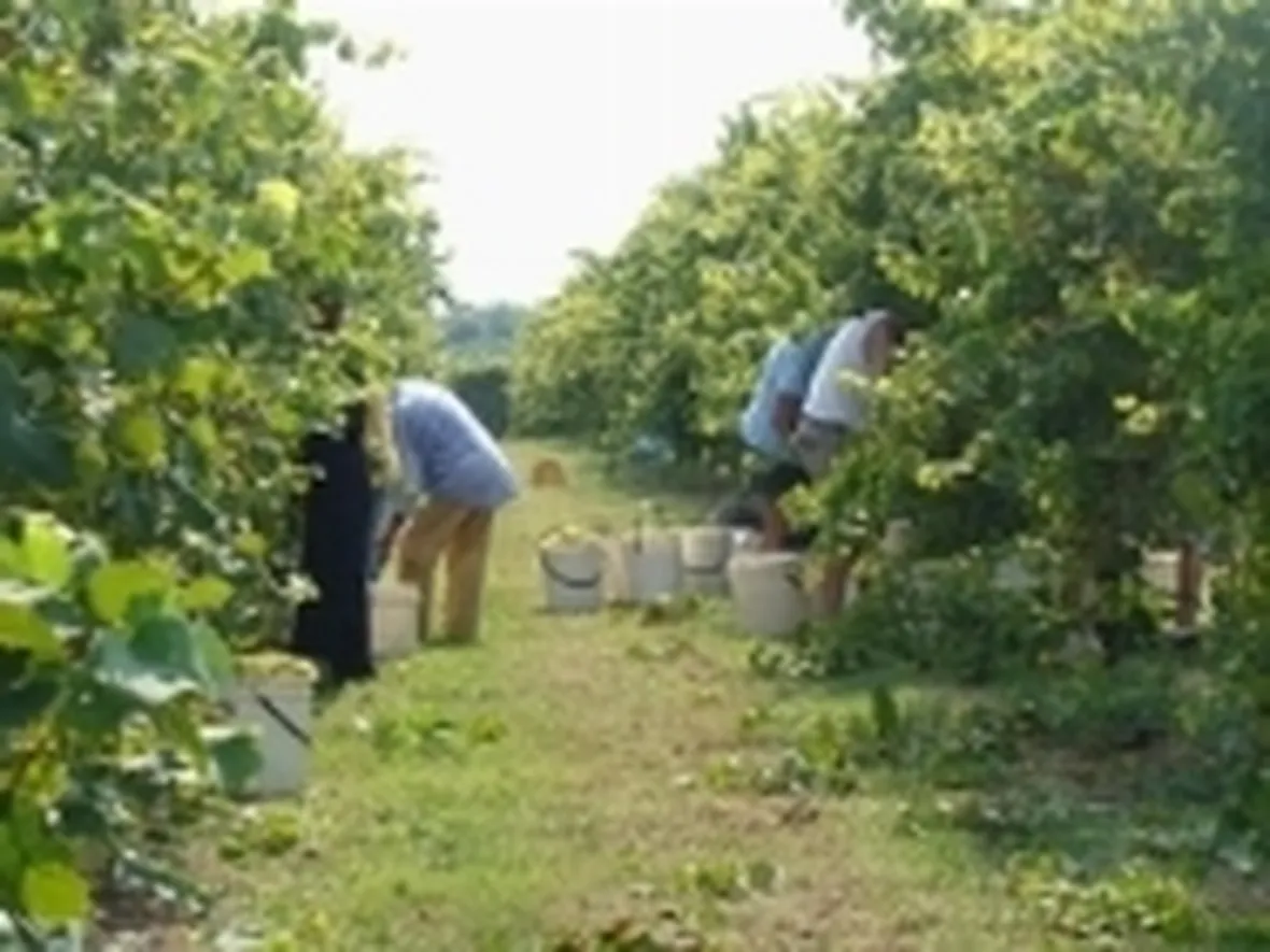 Lavoro in vigna