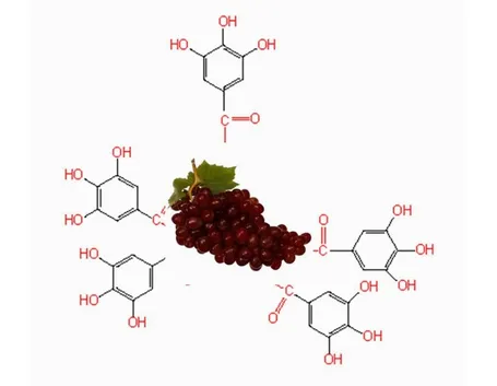 Polifenoli uva