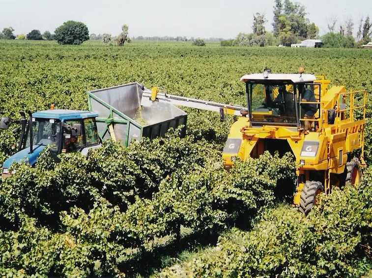 vendemmia