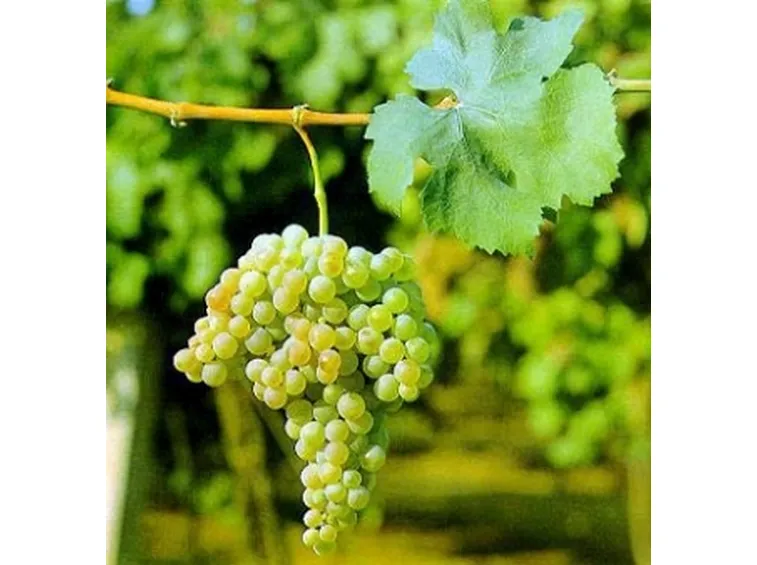 Trebbiano
