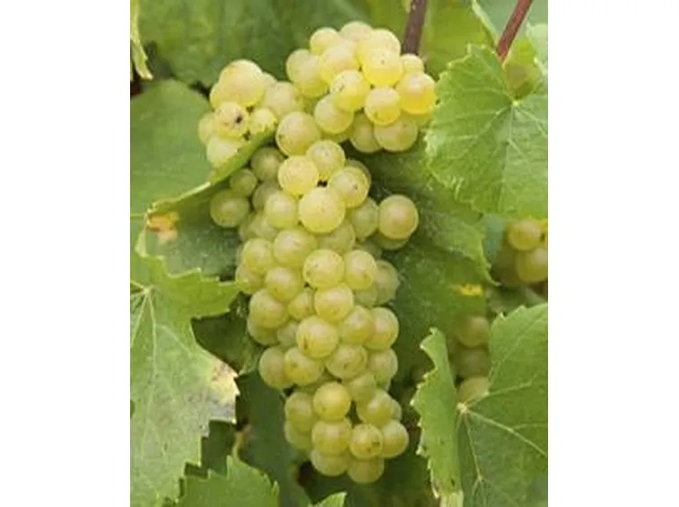 Chardonnay
