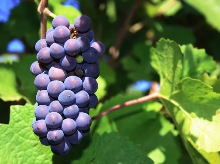 pinot nero