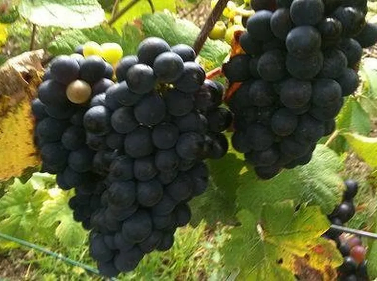 Pinot Meunier