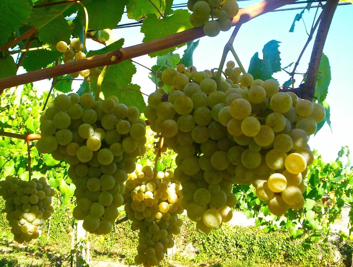 Chardonnay