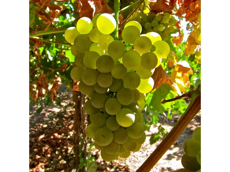 vermentino